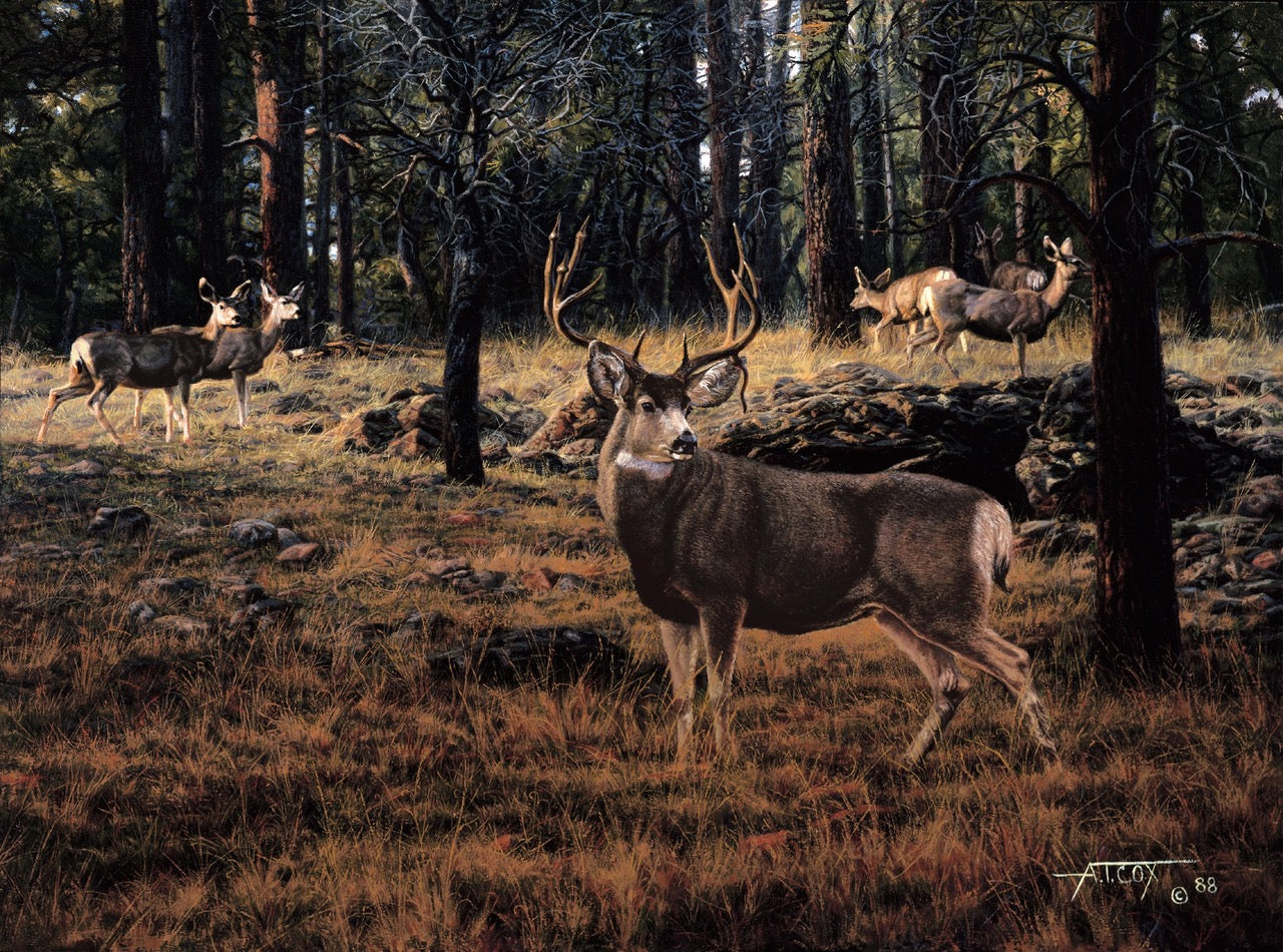 "Blue River Muley" Painting by Tim Cox large buck mule deer and doe in forest