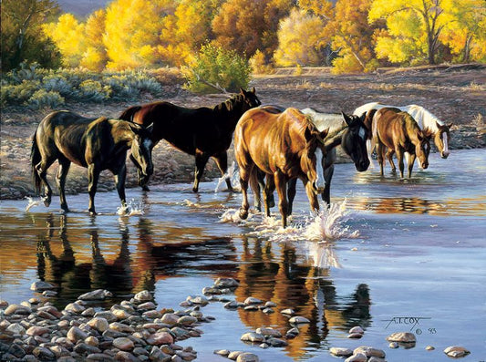 "Coming In At Sundown" painting by Tim Cox horses walking through creek their reflection in water with splashing  water. Gold fall leaves in the background